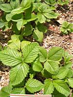 Fraisier - La Versaillaise (Photo F. Mrugala)